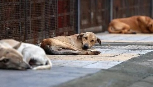 Supreme Court Summons Chief Secretaries Over Stray Dog Menace, Warns of Coercive Action