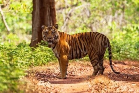 Goa Govt Holds Back Comments on Tiger Reserve Proposal as CM, Min Rane Await Full CEC Report