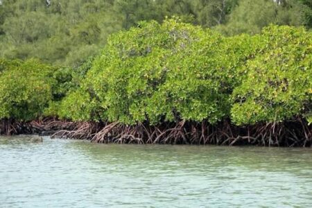 GCZMA Rules Existing Structures in Mangrove Zones Won’t Face Retrospective CRZ Restrictions