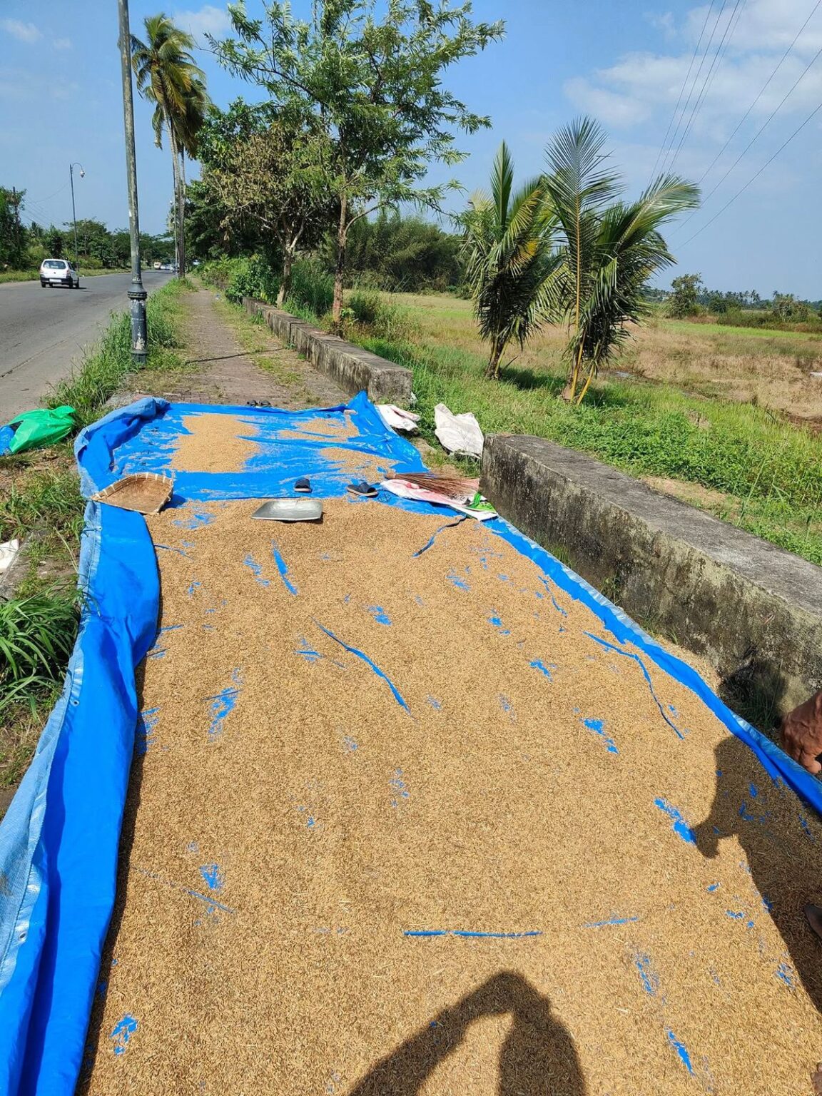 Goa farmers hit by delays in harvester supply, suffer heavy crop losses