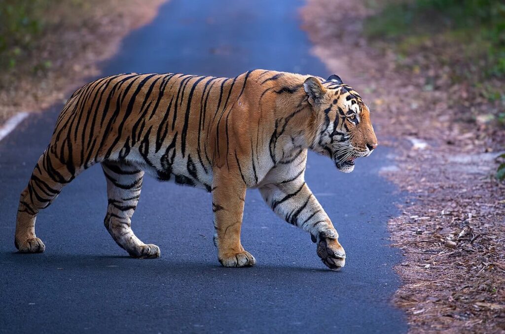 CEC Proposes 468.6 sq km Goa Tiger Reserve; Mhadei Left Out for Now