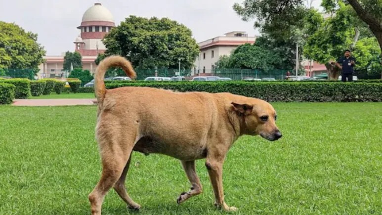 Supreme Court Directs Nationwide Removal of Stray Dogs and Cattle from Public Spaces