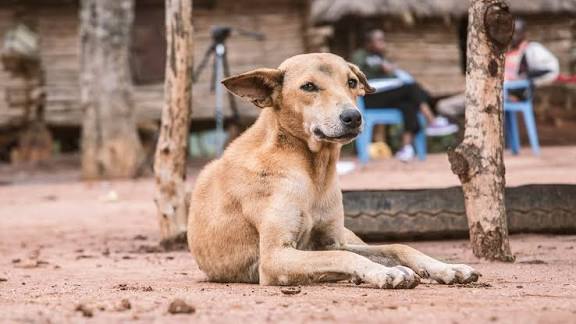Goa Govt Prepares to Set Up Stray Dog Shelters Following Supreme Court Order