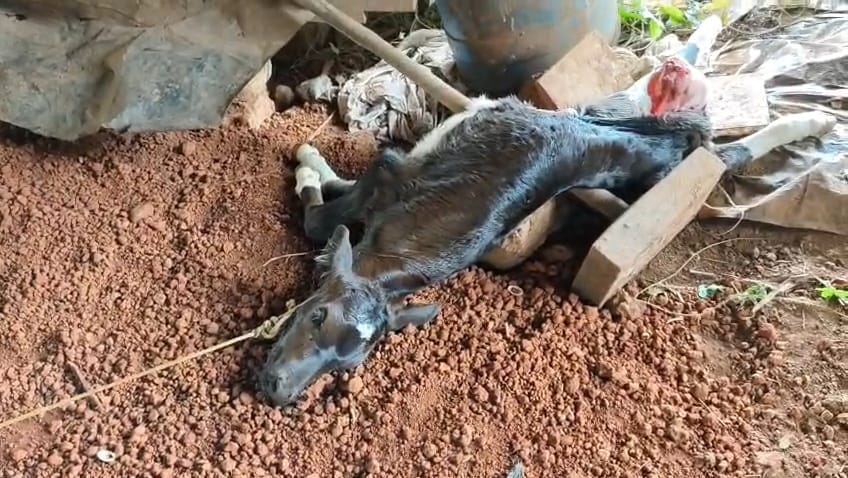 Leopard Menace Triggers Fear in Ozri Village; 11 Calves Killed in Three Months