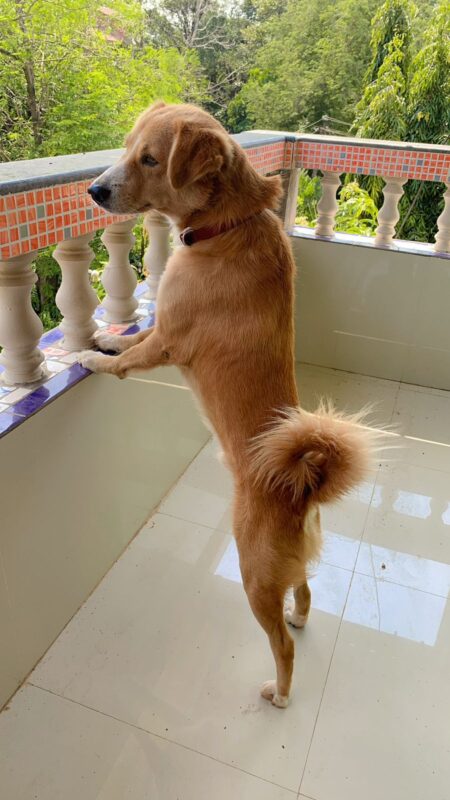 Dogesh Bhai Identified as Chiku, Missing Pet from Mapusa