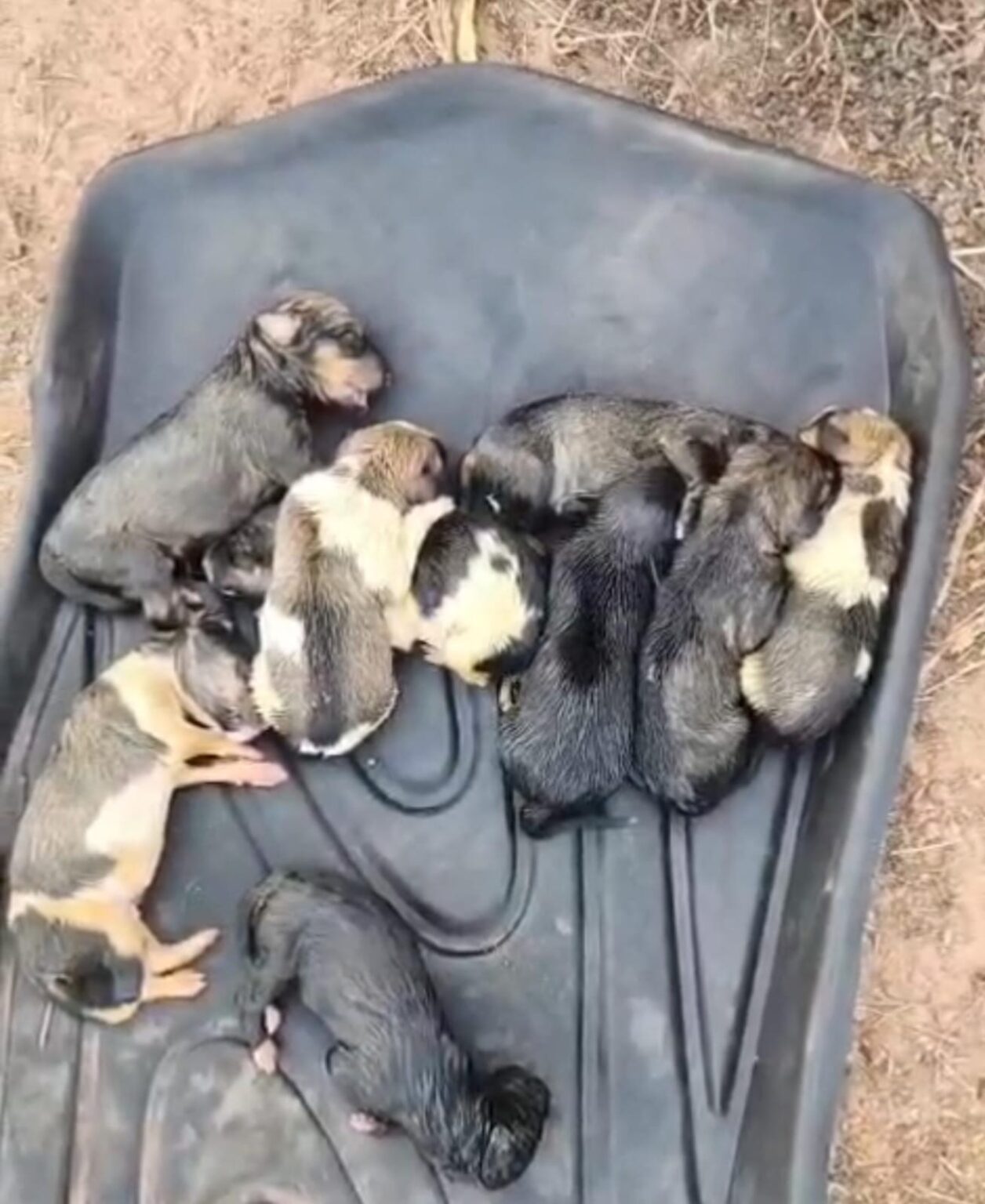 Six Newborn Puppies Rescued from Field in Benaulim
