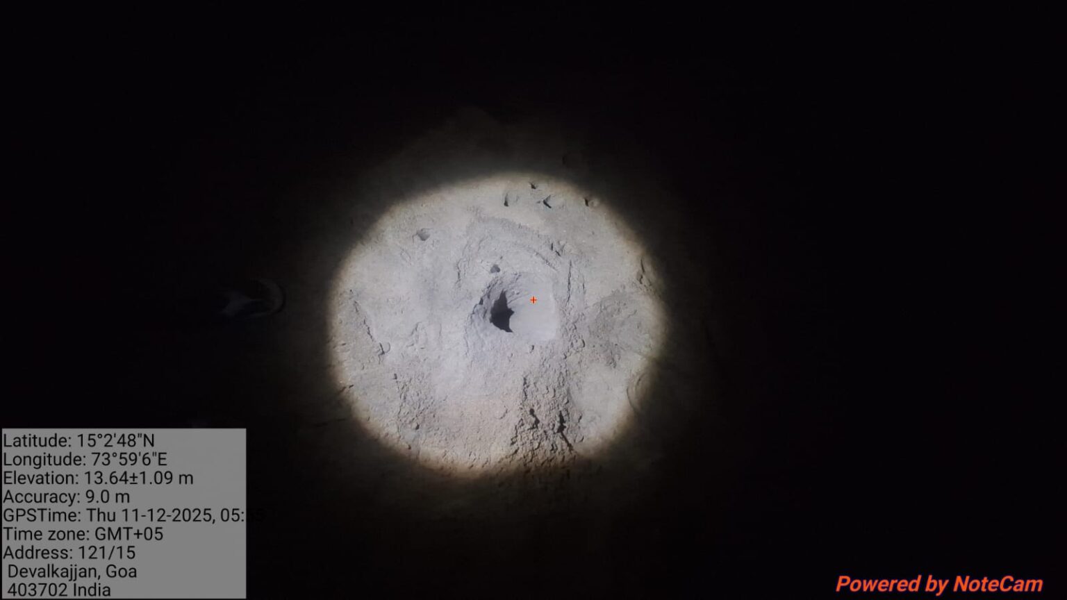 Season’s first turtle nesting recorded at Agonda beach