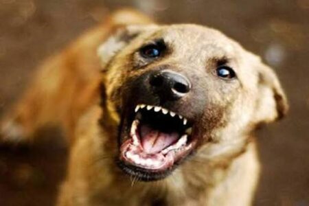 Stray Dog Attacks Russian Tourist at Colva Beach; Appeal Made for Government-Run Shelters