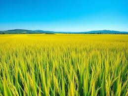 India Emerges As Largest Rice Producer, Surpasses China