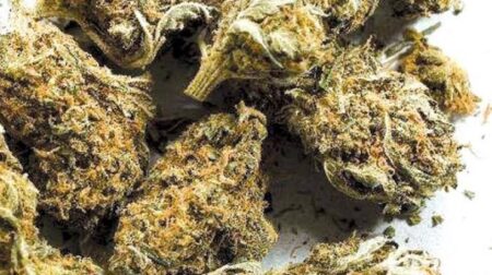 Man Arrested With 4.7 Kg Ganja In Narcotics Raid At Morjim