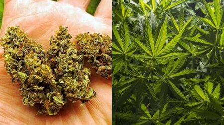 Man Held with 109 Grams of Ganja Near KTC Bus Stand in Ponda