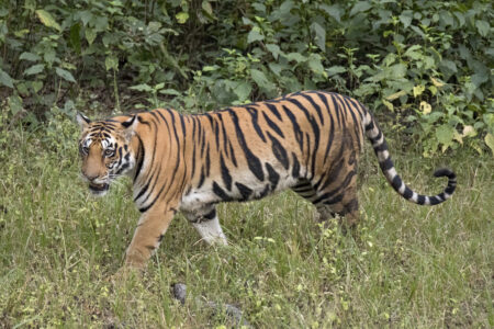 Goa Foundation Given Two Weeks to Respond to CEC Report on Tiger Reserve