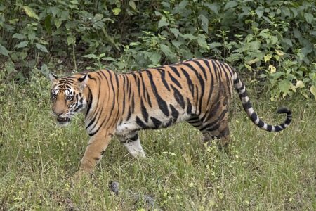 Goa’s Rejection of the Tiger Reserve Plan Raises Alarming Questions