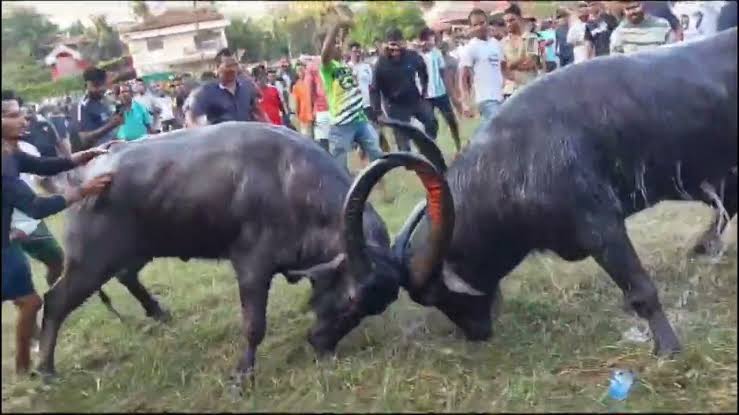 Injured Spectator at Alleged Bullfight in Seraulim Puts Police on Alert