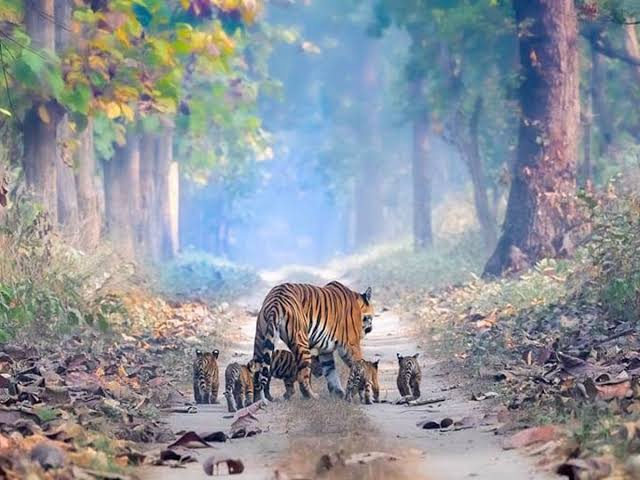 Supreme Court Defers Hearing On Goa Tiger Reserve Issue Till March 19