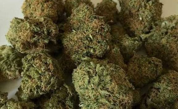 1 Kg Ganja Worth ₹1.2 Lakh Seized In Midnight Raid At Navelim