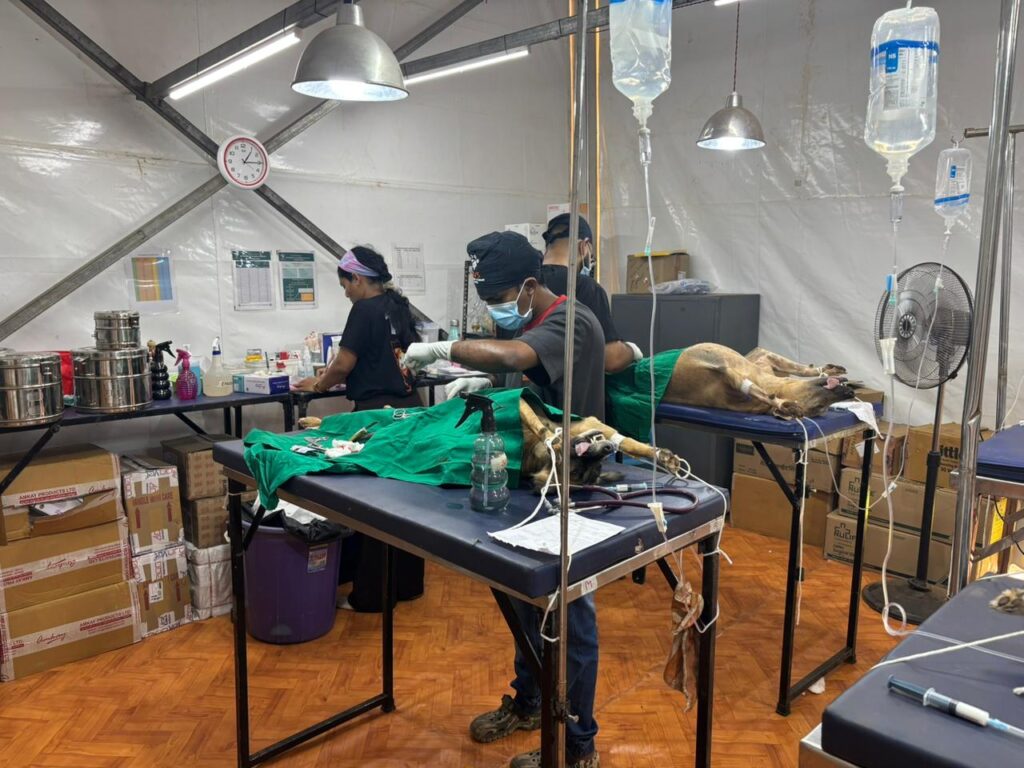 Free Dog Sterilisation, Anti-Rabies Vaccination Drive Underway In Curchorem