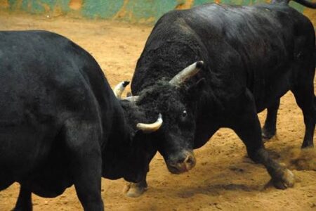 Case Registered Over Bullfight In Benaulim