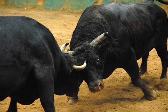 Case Registered Over Bullfight In Benaulim