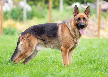 Abandoned German Shepherd Case Reported To Colva Police