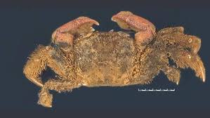 New Marine Crab Species Discovered in Goa’s Mangrove Ecosystems