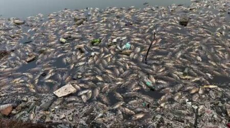 Sewage Inflow Suspected In Mala Lake Fish Deaths