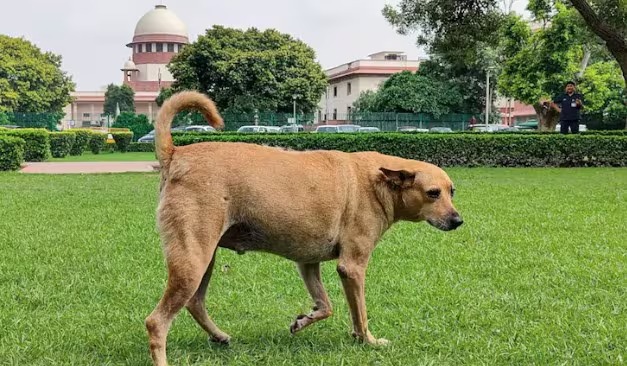 “State Cannot Remain a Passive Spectator”: Supreme Court Refuses to Relax Stray Dog Removal Order