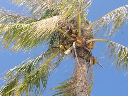 Man Brought Dead to GMC After Coconut Tree Fall at Old Goa