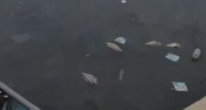 Dead Fish Surface in Campal Lake, Residents Demand Answers