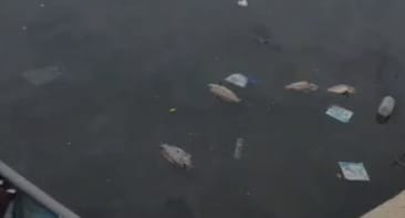 Dead Fish Surface in Campal Lake, Residents Demand Answers