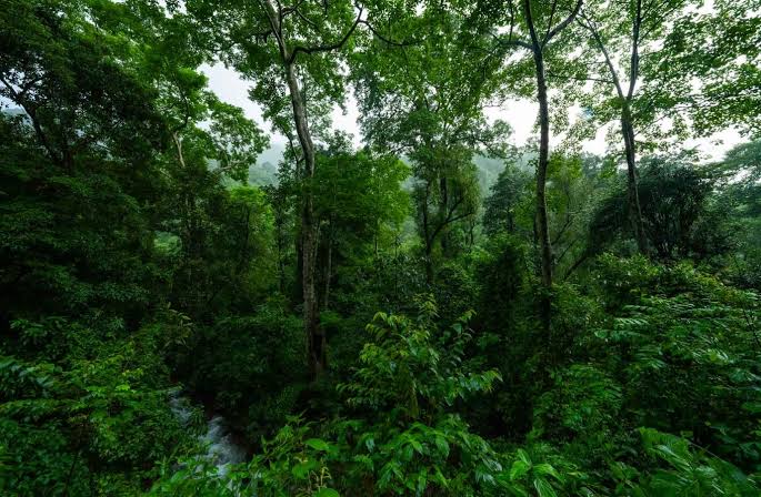 Study Reveals Goa Has Lost 200 sq km of Interior Forests in Five Decades
