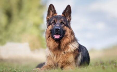 Stolen Pet Dog Recovered, DSPCA Urges Owners to Stay Alert