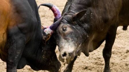 Two Booked for Organising Bull Fight at Seraulim