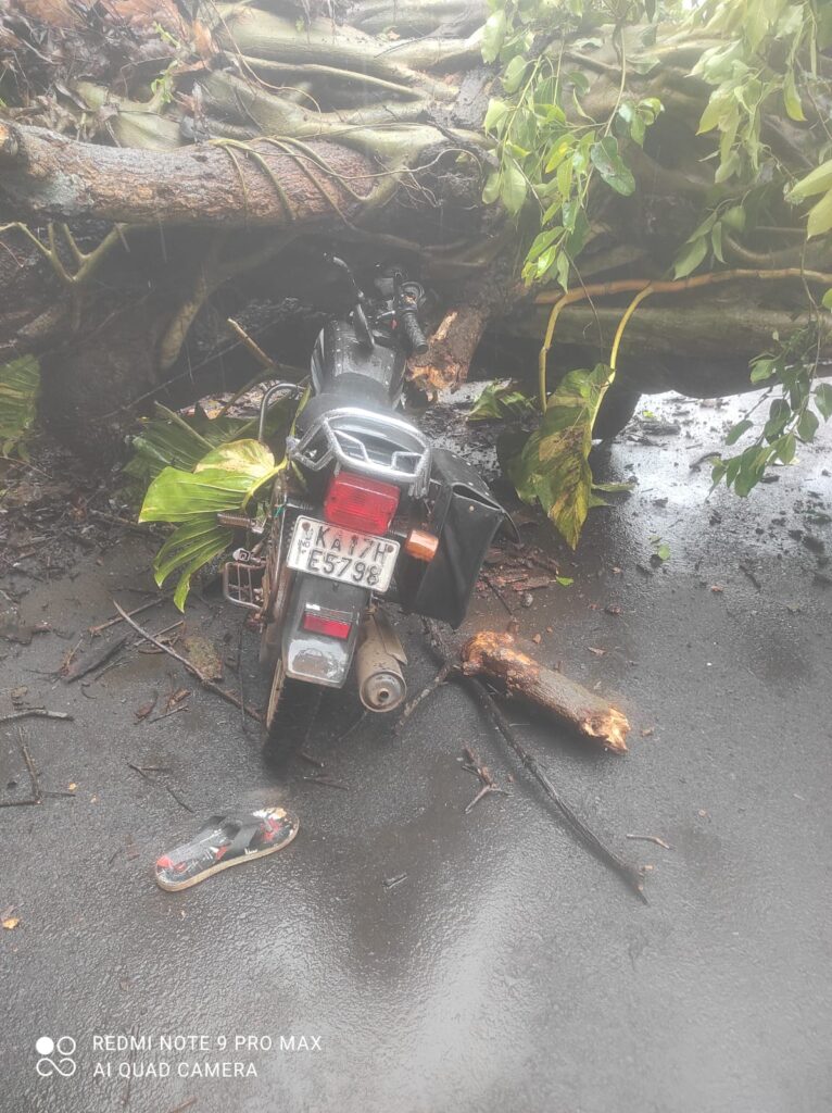 Two Trees Crash Onto Two-Wheeler on Canacona–Agonda Road, Rider Injured