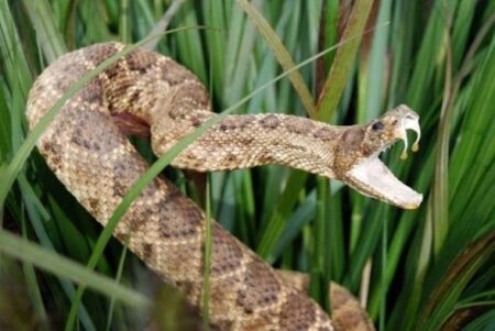 Goa Records Over 1,600 Snakebite Cases in Four Years, Study Finds