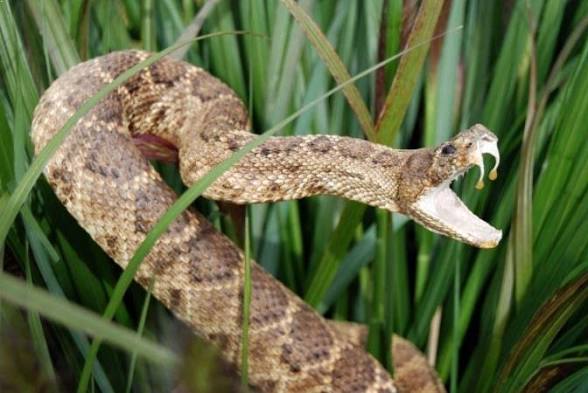 Goa Records Over 1,600 Snakebite Cases in Four Years, Study Finds