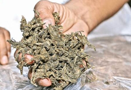 Man Held With 426 Grams of Suspected Ganja in Old Goa