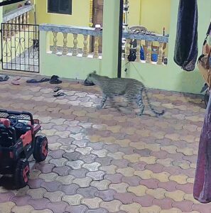 Leopard Caught On CCTV Attempting To Hunt House Cat In Agonda
