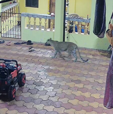 Leopard Caught On CCTV Attempting To Hunt House Cat In Agonda