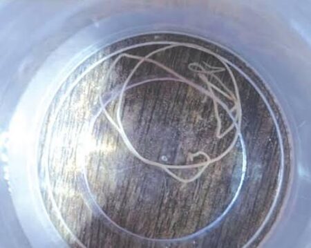 Fresh Worm Sightings In Valpoi Escalate Water Safety Concerns In Sattari