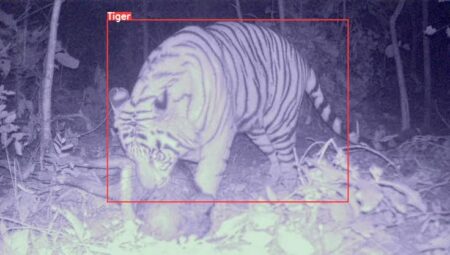Goa To Use AI Camera Traps For Enhanced Tiger Monitoring