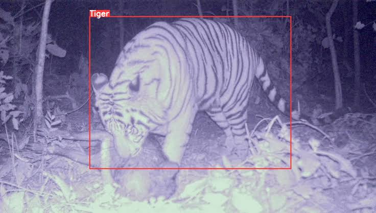 Goa To Use AI Camera Traps For Enhanced Tiger Monitoring