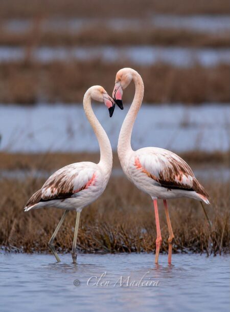 🦩 Stunning Flamingo Capture by Clen Madeira