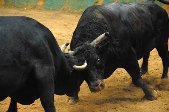Two Booked for Alleged Animal Cruelty at Benaulim Fisheries