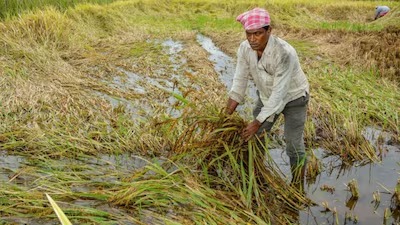 From Annadatas To Urjadatas: Ethanol Push Delivers Rs 1.6 Lakh Crore Boost To Farmers
