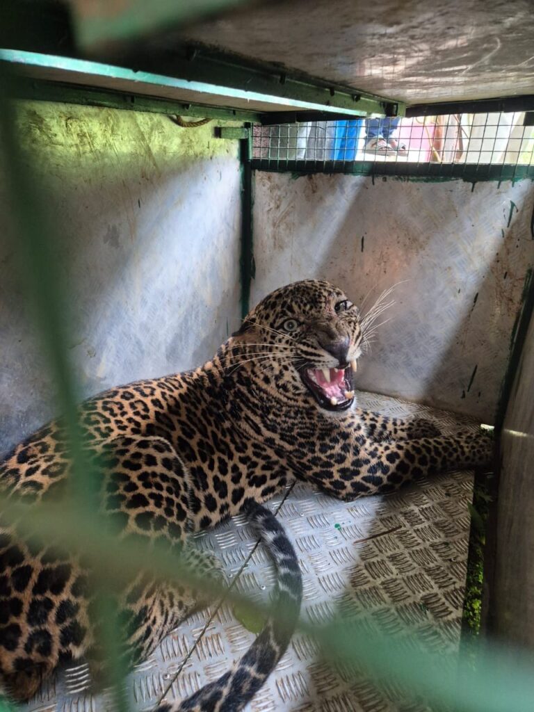Female Leopard Rescued from Open Well in Canacona, Released Back into Forest