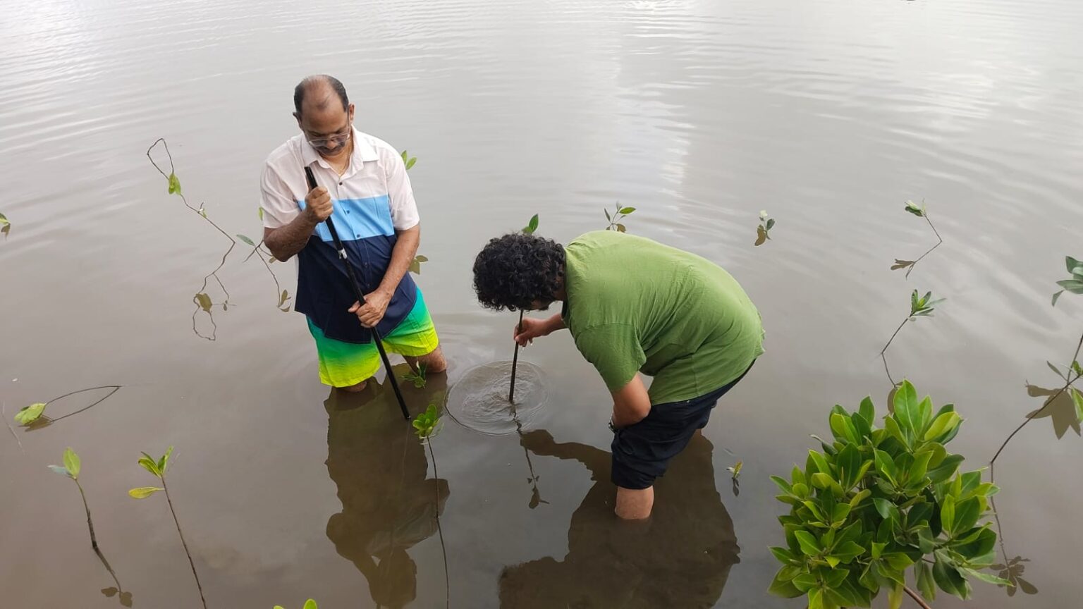Goencho Ekvott Calls for Stronger Environmental Laws, Plants 300 Mangroves at Cortalim