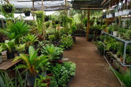 Agriculture Department Orders Inspection Of Plant Nurseries, Roadside Plant Sellers