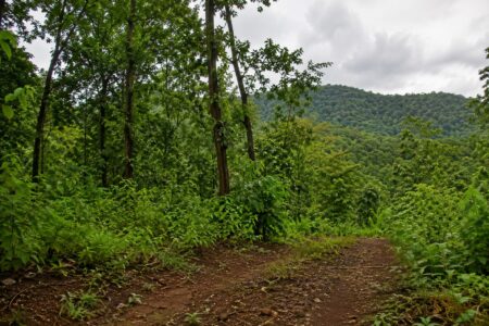 Forest Panel Seeks Removal Of Dharbandora Encroachment Before Tamnar Project