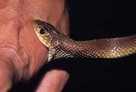 Goa Government Declares Snakebite A Notifiable Disease